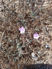 Erodium acaule
