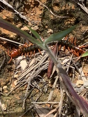 Scolopendra multidens