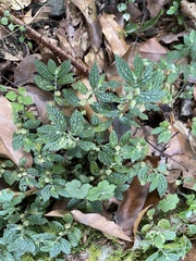 Elatostema parvum