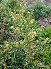 Lepidium schaffneri
