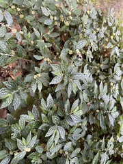 Elatostema parvum