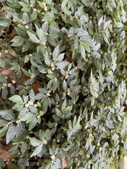 Elatostema parvum