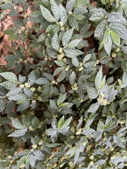 Elatostema parvum