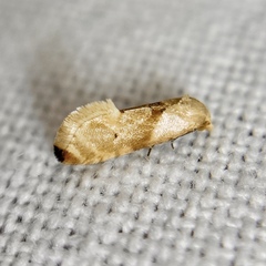 Eupoecilia acrographa