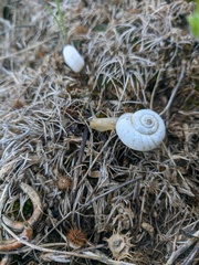 Xeropicta derbentina