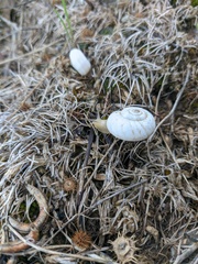 Xeropicta derbentina