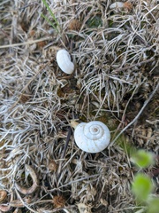 Xeropicta derbentina