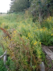 Pulicaria dysenterica