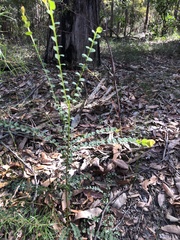 Bossiaea rhombifolia
