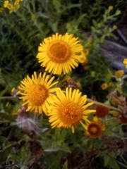 Pulicaria dysenterica