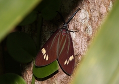 Cyclosia papilionaris
