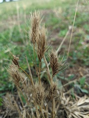 Hordeum geniculatum