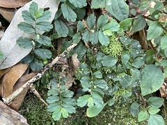 Elatostema obtusum trilobulatum