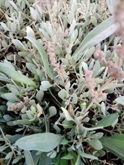 Atriplex portulacoides