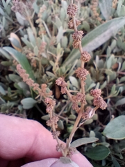 Atriplex portulacoides