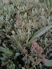 Atriplex portulacoides