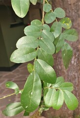 Xanthocercis zambesiaca