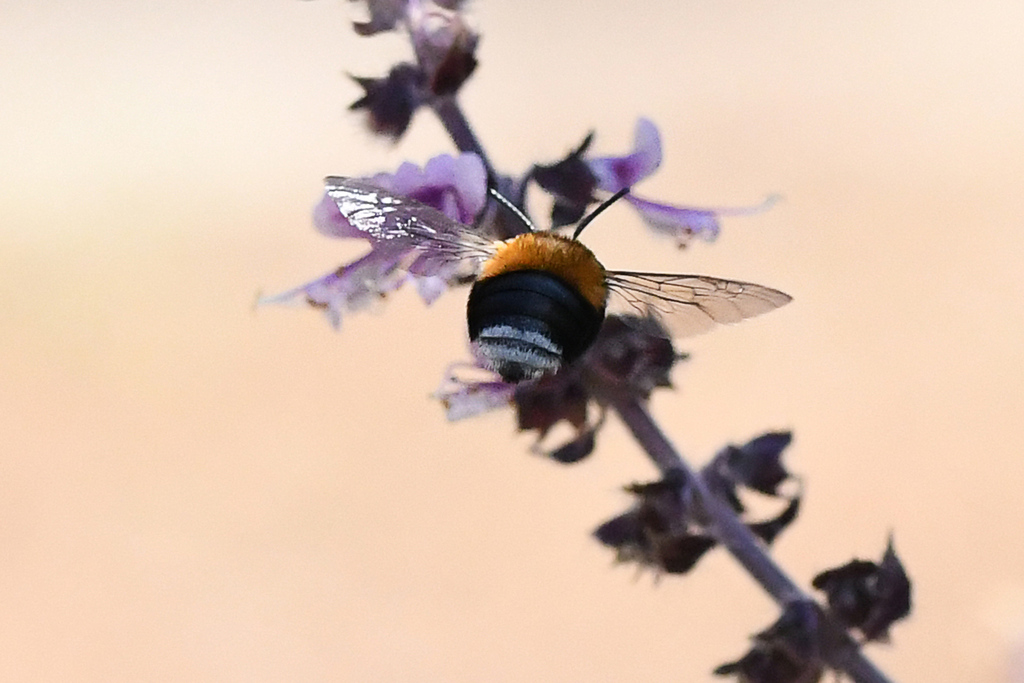 Ackmonopsis