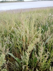 Suaeda maritima