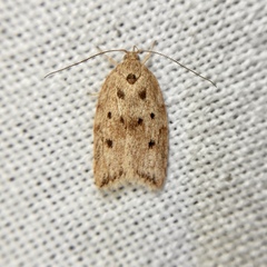 Garrha atoecha