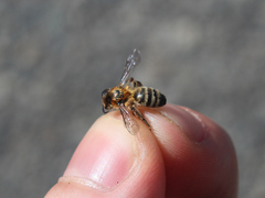 Andrena fuscipes