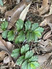 Elatostema obtusum trilobulatum