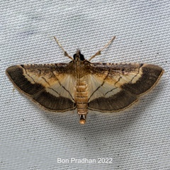 Cnaphalocrocis trebiusalis