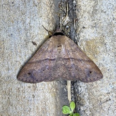 Ophyx eurrhoa