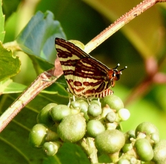 Cigaritis lohita