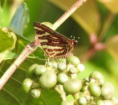 Cigaritis lohita