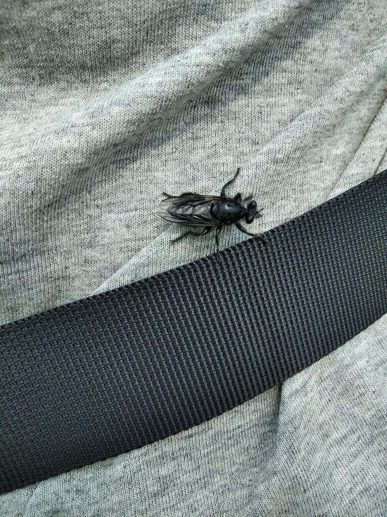 Andrenosoma from Луховицкий р-н, Московская обл., Россия on August 19 ...