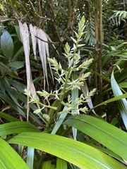 Helmholtzia acorifolia