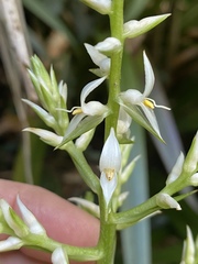 Helmholtzia acorifolia