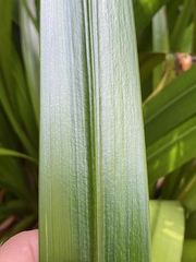 Helmholtzia acorifolia