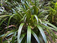 Helmholtzia acorifolia