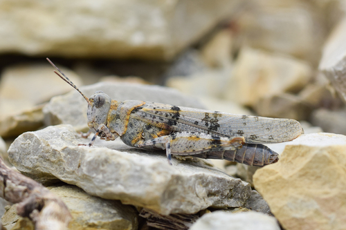 Blue-winged Sand Grasshopper