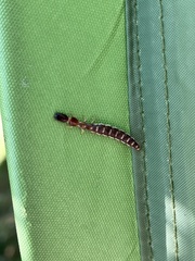 Parainocellia bicolor