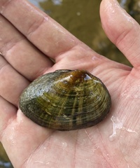 Cambarunio taeniatus