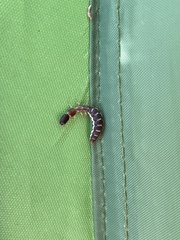 Parainocellia bicolor