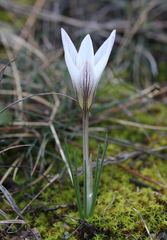 Crocus nevadensis