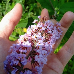 Buddleja davidii