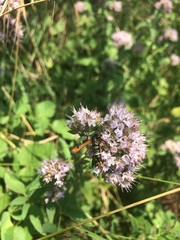 Pyropteron chrysidiforme
