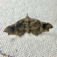 Philogethes metableta