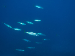 Decapterus macarellus