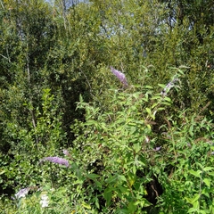 Buddleja davidii