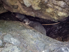 Eudyptula minor albosignata