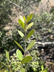 Olea capensis enervis