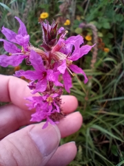 Lythrum salicaria