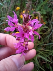 Lythrum salicaria