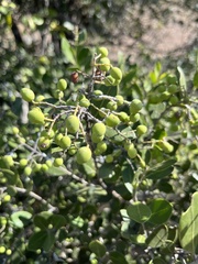 Olea capensis enervis
